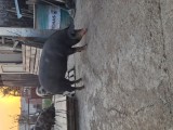 Porc / porci de vanzare
