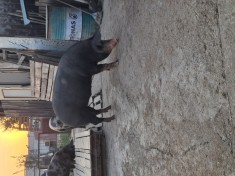 Porc / porci de vanzare