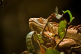 Tablou Canvas, "Iguana printre frunze verzi și uscate", Iguana, Frunziș, Reptilă, Natură, Verde, Ochi, Solzi, Ramură, 39 x 26 cm, CMCLASS