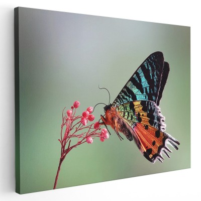 Tablou fluture molie de apus din Madagascar 1583 Tablou canvas pe panza CU RAMA 40x60 cm foto