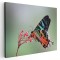 Tablou fluture molie de apus din Madagascar 1583 Tablou canvas pe panza CU RAMA 80x120 cm