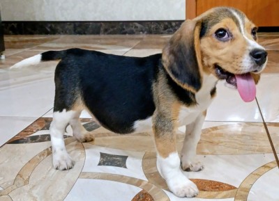 Pui de Beagle Tricolor foto