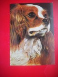 HOPCT 25146 SPANIEL KING CHARLES - CAINI - ROMANIA - NECIRCULATA