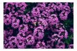 Tablou Canvas, "Albine printre florile de liliac", Flori, Mov, Albina, Natură, Delicat, Viu, Plante, Verdeață, 39 x 26 cm, CMCLASS