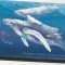 Fauna ,cetacee,Tokelau..