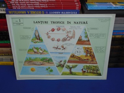 PLANSA DIDACTICA , PERIOADA COMUNISTA : LANTURI TROFICE IN NATURA foto