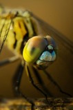 Tablou Canvas, "Libelula colorată &icirc;n lumină aurie", Dragonfly, Eye, Details, Macro, Nature, Insect, Close-up, Wings, 26 x 39 cm, CMCLASS