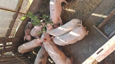 Vand purcei rasa de carne foto