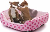 Patut blanita pink/buline 56/46/17 cm M