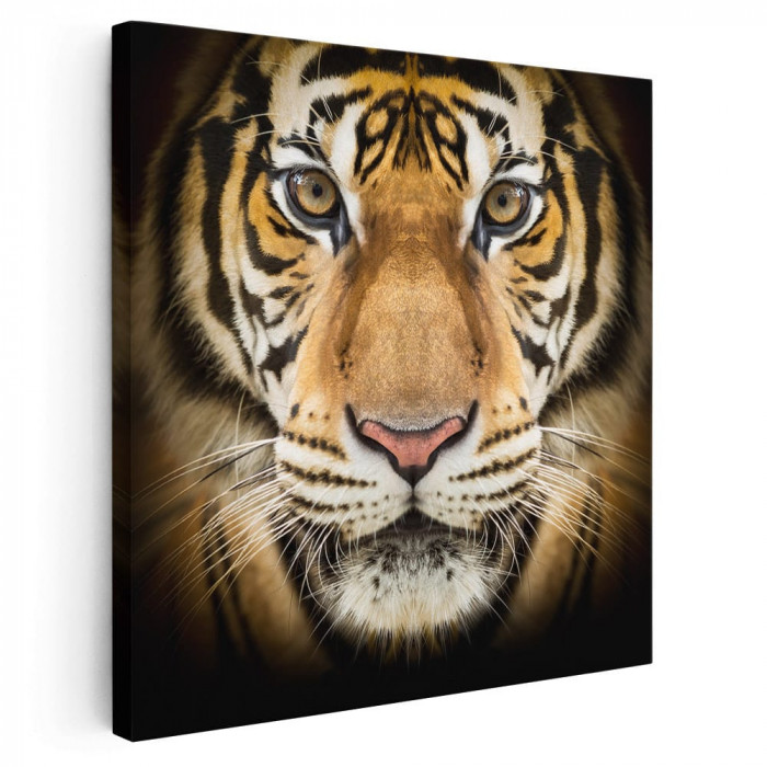 Tablou portret tigru bengalez Tablou canvas pe panza CU RAMA 100x100 cm