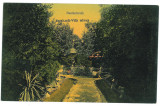 4631 - BUZIAS, Timis, Park, Romania - old postcard - unused