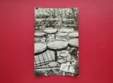 CARTE POSTALA - RPR - CLUJ - GRADINA BOTANICA