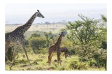 Tablou Canvas, "Giraffe &icirc;n savana africană verde.", Girafe, Savana, Verdeață, Cer, Natură, Peisaj, Animale, Arbori, 39 x 26 cm, CMCLASS