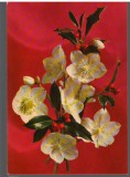 CPIB 15117 - FELICITARE - IASOMIE. TIPARITA IN ITALIA, FOTO KODAK