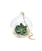 Glob Sticlă Terariu Rotund, 10cm, Oem