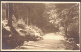 2913 - HOHE RINNE, Sibiu, S.K.V. Poteca Margareta - old pc. real Photo - unused, Necirculata, Fotografie