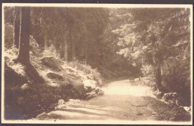 2913 - HOHE RINNE, Sibiu, S.K.V. Poteca Margareta - old pc. real Photo - unused foto