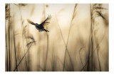 Tablou Canvas, "Pasărea &icirc;n zborul dimineții aurii", Pasăre, Zbor, Trestie, Culoare, Lumină, Graminee, Aripi, Cer, Mișcare, Natură, 39 x 26 cm, CMCLASS