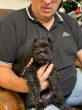 Vand Schnauzer pitic