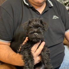 Vand Schnauzer pitic