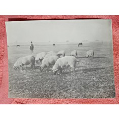 Fotografie, turma oi de rasa