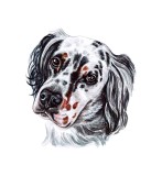Cumpara ieftin Sticker decorativ Caine English Setter, Alb, 60 cm, 3715ST, Oem