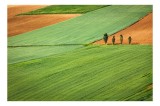 Tablou Canvas, "Campuri verzi cu arbori in linie", C&acirc;mpie, Verde, Pom, Lanuri, Natură, Linii, Peisaj, Simetrie, 39 x 26 cm, CMCLASS