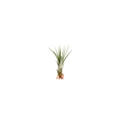 Planta aeriană Tillandsia Fasciculata - Mare