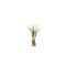 Planta aeriană Tillandsia Fasciculata - Mare