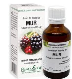 Extract din mladite de mur 50ml, Plantextrakt