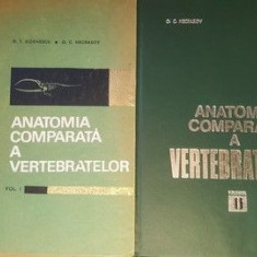 Anatomia comparata a vertebrelor vol.1-2- G.T.Dornescu, O.C.Necrasov