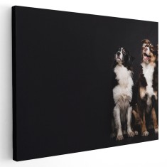 Tablou doi caini uitandu-se in sus Tablou canvas pe panza CU RAMA 20x30 cm