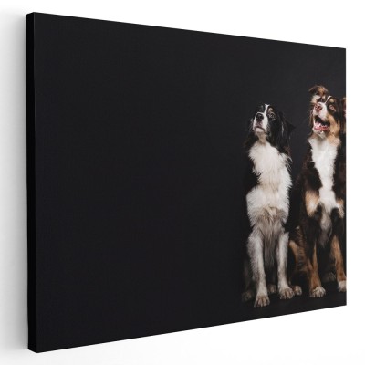 Tablou doi caini uitandu-se in sus Tablou canvas pe panza CU RAMA 60x80 cm foto