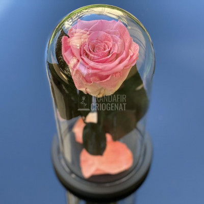 Trandafir Criogenat roz &amp;Oslash;6,5cm in cupola de sticla 10x20cm foto