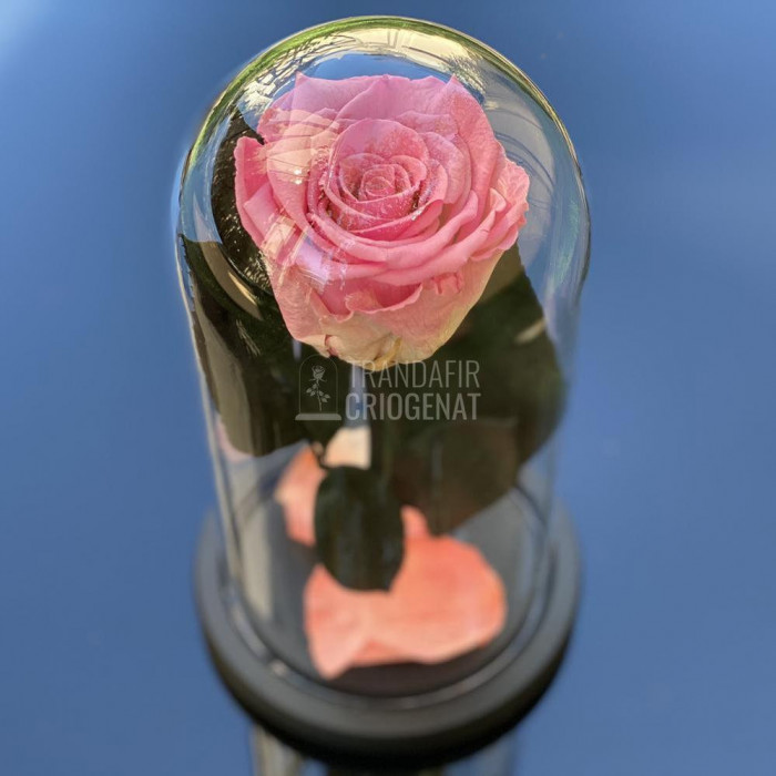 Trandafir Criogenat roz &Oslash;6,5cm in cupola de sticla 10x20cm