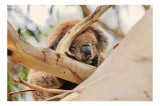 Tablou Canvas, "Koala vis&acirc;nd &icirc;n lumina dimineții", Adormit, Koala, Ramură, Blană, Nas, Eucalipt, Trunchi, Odihnă, Pufos, Leneș, 39 x 26 cm, CMCLASS