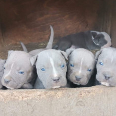 Amstaff blue