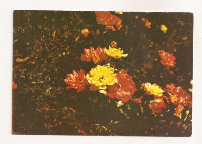 RF40 -Carte Postala- Complexul Muzeal Harghita, Rosa Sp, necirculata foto