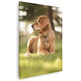 Tablou caine Golden Retriever Tablou canvas pe panza CU RAMA 50x70 cm