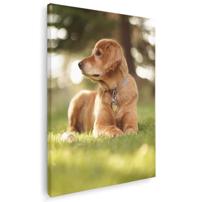 Tablou caine Golden Retriever Tablou canvas pe panza CU RAMA 40x60 cm