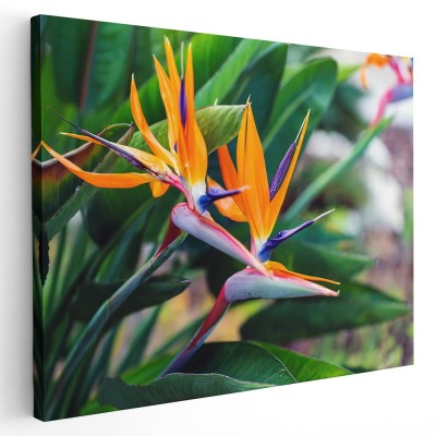 Tablou floare pasarea paradisului, portocaliu, mov, verde 1597 Tablou canvas pe panza CU RAMA 30x40 cm foto
