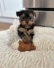 Yorkshire Terrier, Top Dog