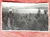 Fotografie tip carte postala, ministrul V. Nitescu in vizita de lucru la pepiniera Dezmir, 1933