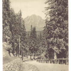 2540 - TULGHES, Harghita, Mountain, Romania - old postcard - unused - 1917