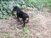 Căței Teckel ( Dachshund ) ieftin 400 lei