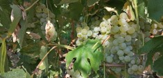 Vin alb demisec feteasca regala foto