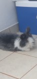 donatie iepuraș