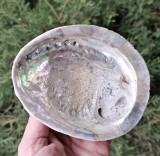 SCOICA ABALONE, STARE NATURALA, NESLEFUITA