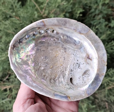 SCOICA ABALONE, STARE NATURALA, NESLEFUITA foto