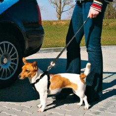 Lesa de ma?ina, pentru siguran?a cainilor, 40-60 cm foto